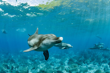 Fototapeta na wymiar Dolphins