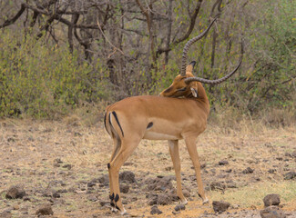 gorgeous male impala cleaning and grooming his back in the wild Meru National Park, Kenya