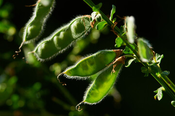 Hülsenfrucht vom Besenginster im Gegenlicht