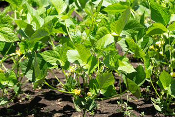  アズキ、生薬名：シャクショウズ（赤小豆）　学名：Vigna angularis、夏に黄色の花が咲いた苗。日本、東京、7月。