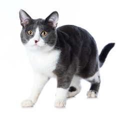 Cute cat isolated on white background