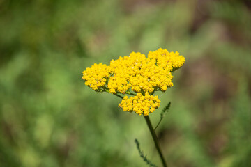 キバナノコギリソウ 　別名：ヤローイエロー【学名：Achillea filipendulina】英名：	fernleaf yarrow ,golden yarrow ,gold plate yarrow　日本、東京、7月撮影
