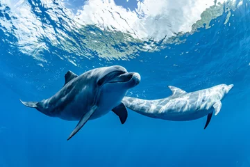 Badkamer foto achterwand Dolphins © divedog