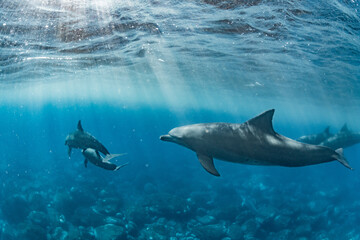 Fototapeta premium Dolphins