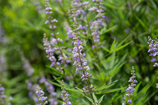 セイヨウニンジンボク（Vitex agnus-castus）別名　イタリアニンジンボク、チェストツリー、英名：vitex, chaste tree