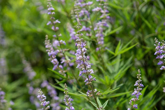 セイヨウニンジンボク Vitex Agnus Castus 別名 イタリアニンジンボク チェストツリー 英名 Vitex Chaste Tree Stock Photo Adobe Stock