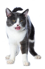 Cute cat licking his mouth isolated on white background