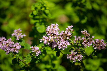 ハナハッカ　別名：オレガノ（oregano）　Origanum vulgare、日本の東京で撮影、7月