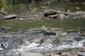 Mały ptaszek siedzący na kamieniu w górskim potoku