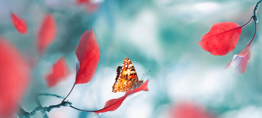 Bright  autumn summer natural background. Red leaves and butterfly in forest. Magical nature of...
