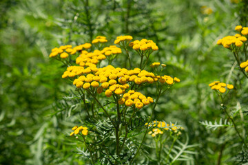 Obraz premium ヨモギギク（蓬菊） 別名：タンジー 学名：Tanacetum vulgare 精油原料 （日本、東京、7月撮影）