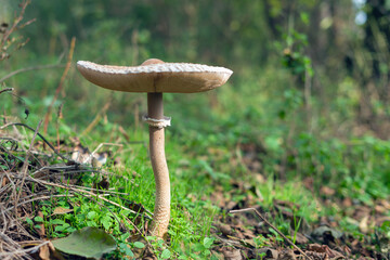Parasol Mushroom Macrolepiota procera in the autumn forest among fallen leaves