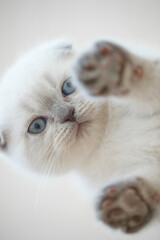 Beautiful Scottish kitten. High quality photo. High quality photo