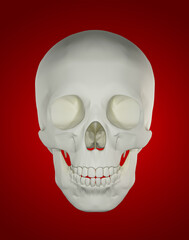 3d rendering of skull