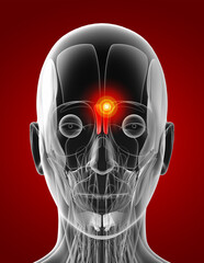 3d rendering medical  illustration of the procerus