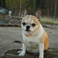 Small dog with a torn ear sits on a concrete pier and looks at the camera
