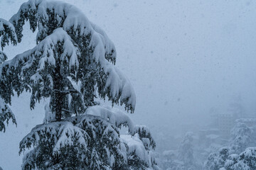 snow covered trees shimla, himachal pradesh, India