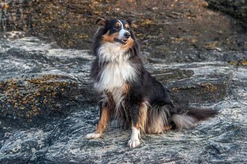 Sheltie on the Rock