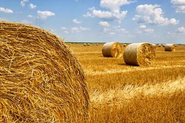 Crop wheat rolls of straw in a field, after wheat harvested in agriculture farm, landscape rural scene, bread production concept, beautiful summer sunny day clouds in the sky