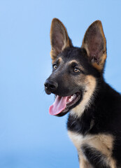 Close-up of a German Shepherd Dog puppy looking up, on purple background with copy space banner