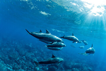 Dolphins