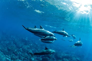 Fotobehang Dolphins © divedog