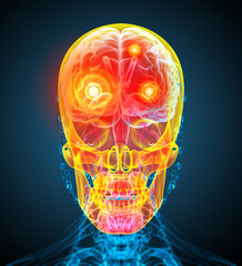 3d render medical illustration of the human skull © maya2008