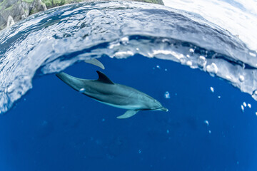 Fototapeta premium Dolphins