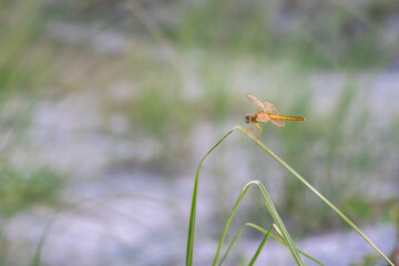 Beautiful orange dragonfly with transparent wings sitting on a wild blade leaf