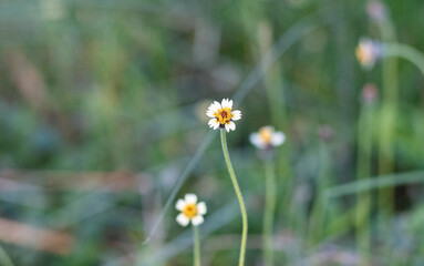 Bloomed multicolor wildflower close up on soft green bokeh background