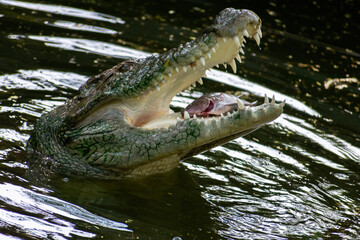 crocodile hunting its prey