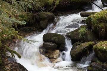 Fototapeta premium waterfall in the forest