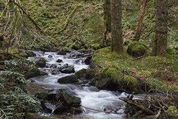 waterfall in the forest