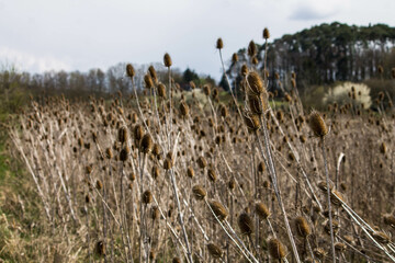Natur Wiese Distel Herbst Trockenwiese Naturwiese © ClaireSimone
