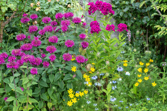 Summer multicolor flowers garden.Monarda flowers in the garden.