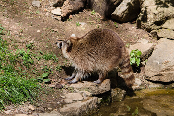 Wildpark Waschbär Racoon Fluss Waschen Natur Wald 