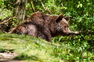 Wildpark Braunbär Bär Meister Betz Natur Wald Wiese