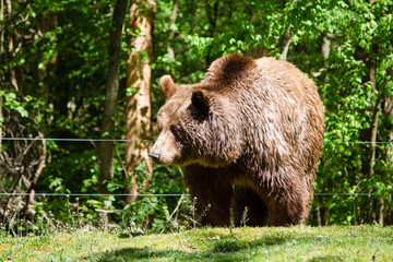Wildpark Braunb&auml;r B&auml;r Meister Betz Natur Wald Wiese