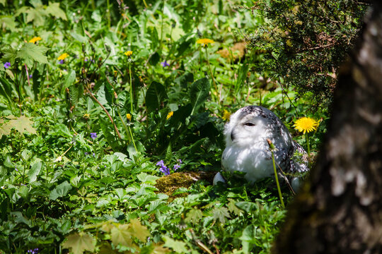 Wildpark Vogel Eule Schneeeule  Vogelvoliere Natur Wald 