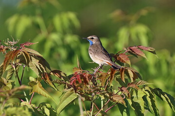 Luscinia svecica. Bluethroat on a summer evening in the Kulunda steppe of the Altai
