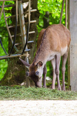 Wildpark Reh Rotwild Bock Rehbock Frühling Wald Natur Äsen