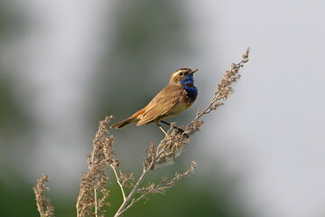 Luscinia svecica. Bluethroat in the south of Western Siberia