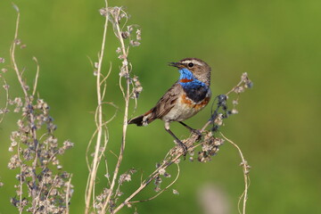 Bluethroat in the south of Western Siberia