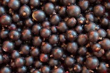 Texture of black currant berry. Macro