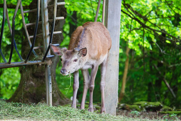 Wildpark Reh Rotwild Bock Rehbock Frühling Wald Natur Äsen