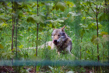 Wildpark Wolf Wolfshund Wald Natur