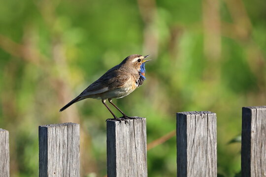 Luscinia svecica. Masculum avis cantat canticum in aestate dies in meridiem Siberia