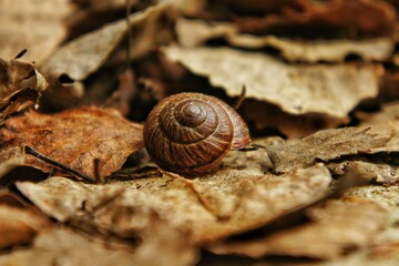 Small brown snail sitting on a pile of dry autumn leaves
