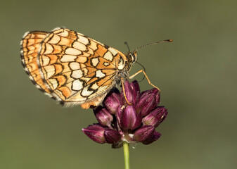 Amannisa / Heath Fritillary / Meliteae athalia