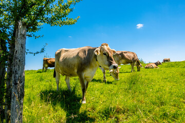 Cows on the meadow - Lucerne, Switzerland